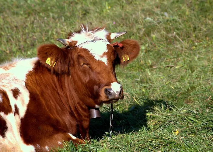 Biesiada فندق مبيت وإفطار كوربييلوف